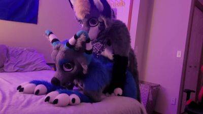 Freaky Furry Copulation and Blowjob In Cute Wolf and Raccoon Costumes on freefilmz.com